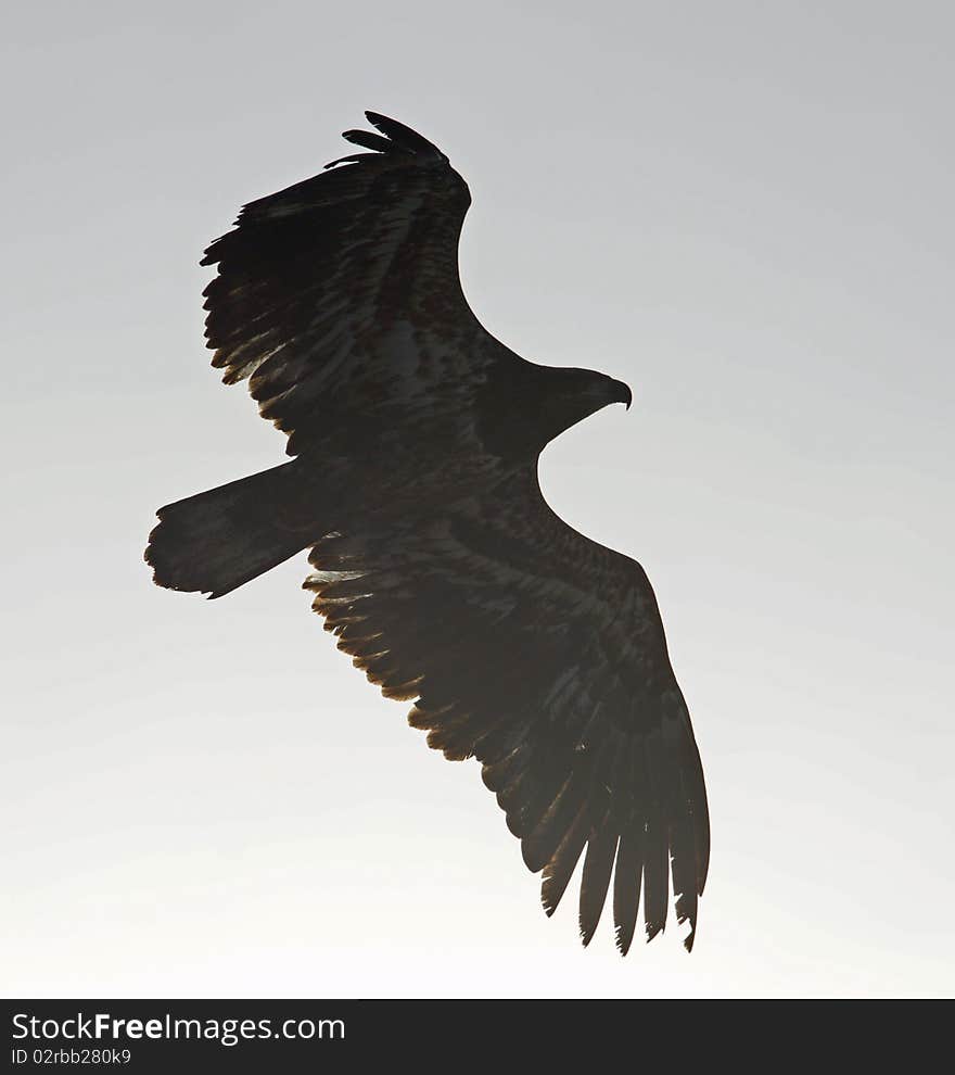 Mississippi River Bald Eagle Soaring In The Sun