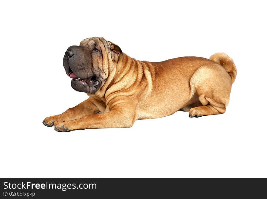 Resting sharpei