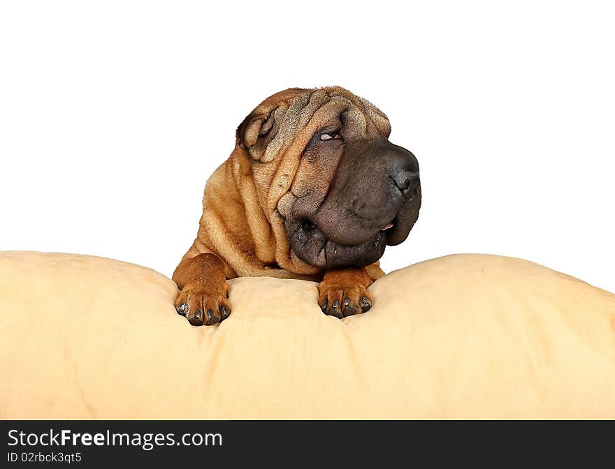 Sharpei On A Pillow