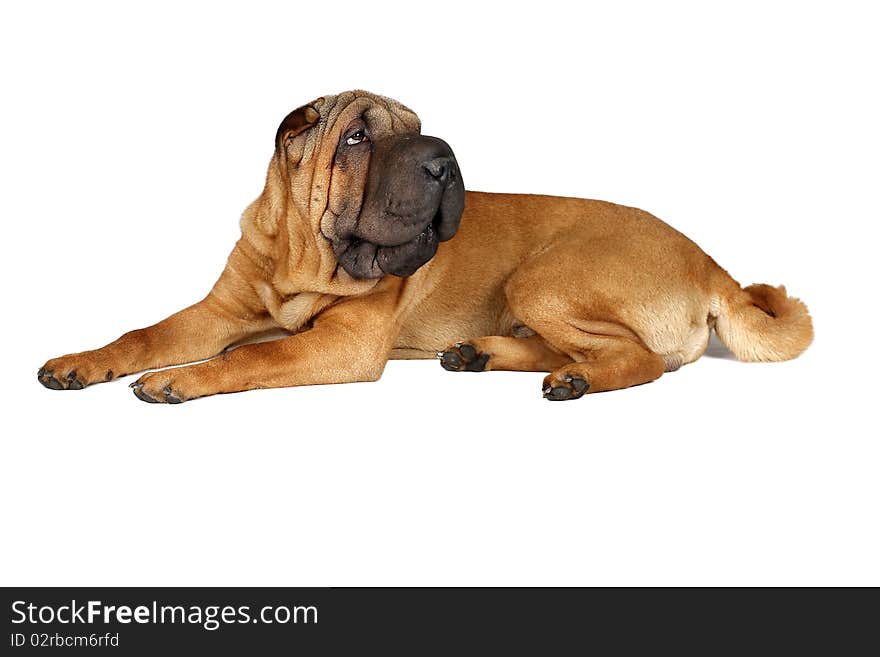 Sharpei on the floor