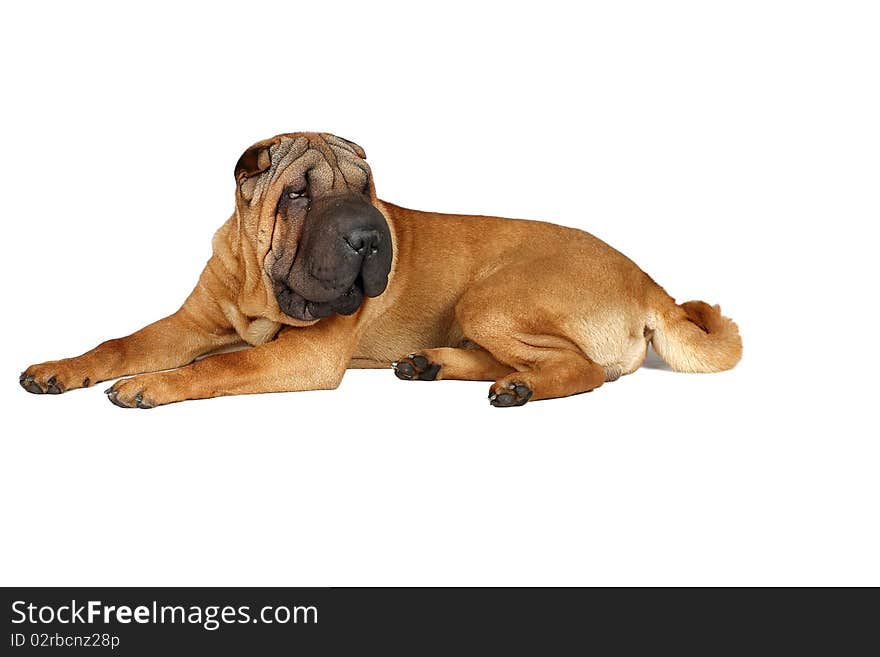 Another sitting sharpei