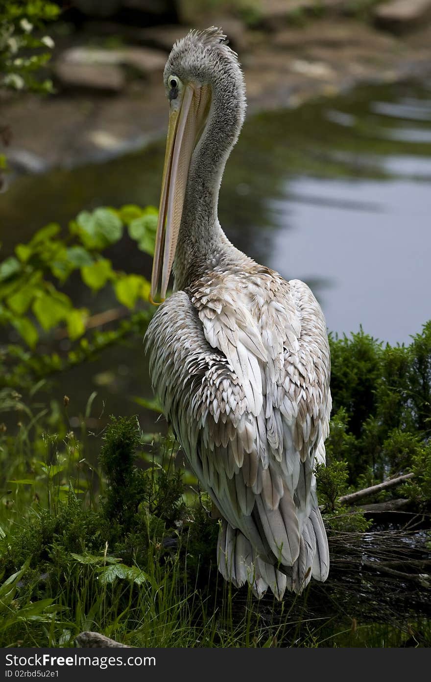 Pelican