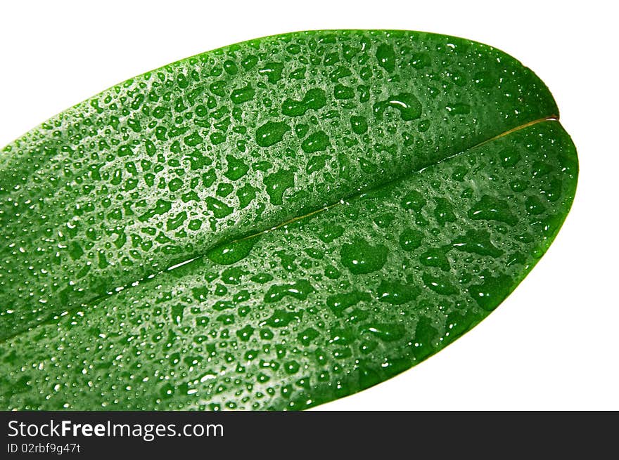 A lot of drops on a big leaf on a white background. A lot of drops on a big leaf on a white background