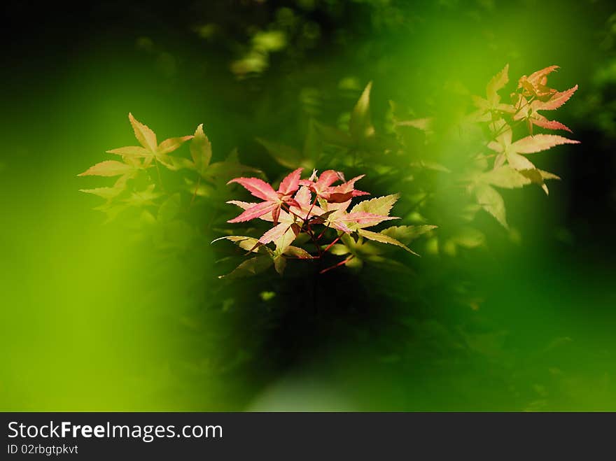 Maple Within The Light