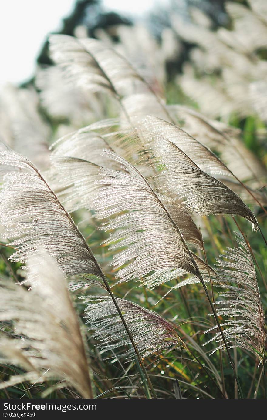 Reed in the mountain