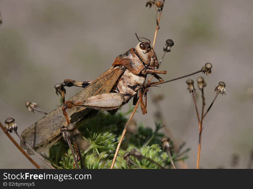 Brown Locust husk in morning sun profile