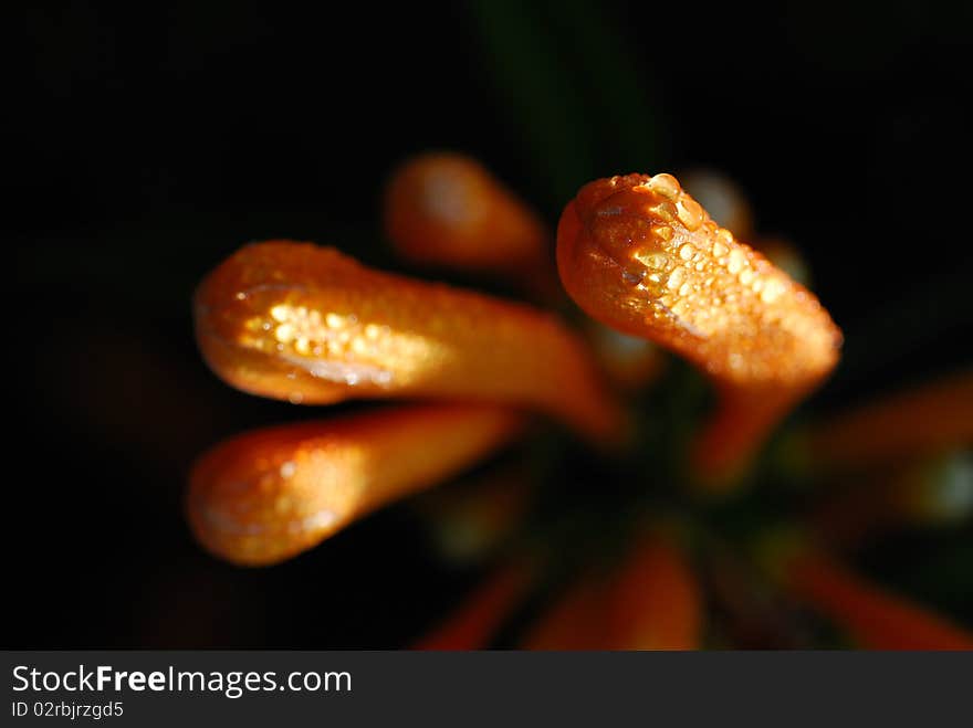 Flowers (trumpet)