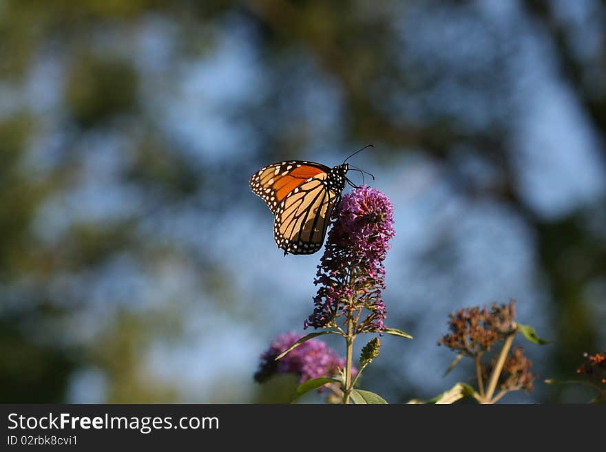 Monarch Butterfly Danaus plexippus on butterfly bush flower