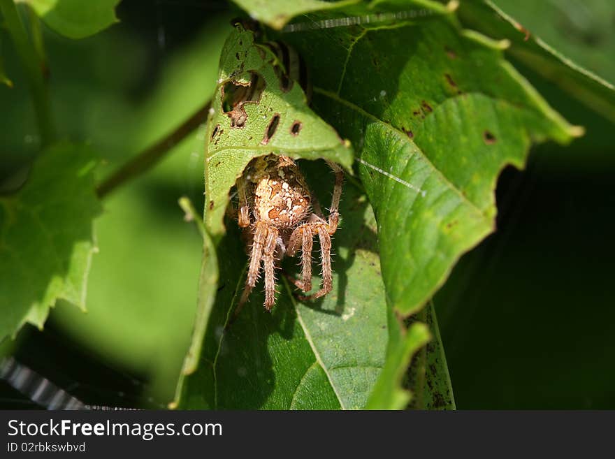 Orb Weaver Spider Neoscona arabesca hiding in leaf