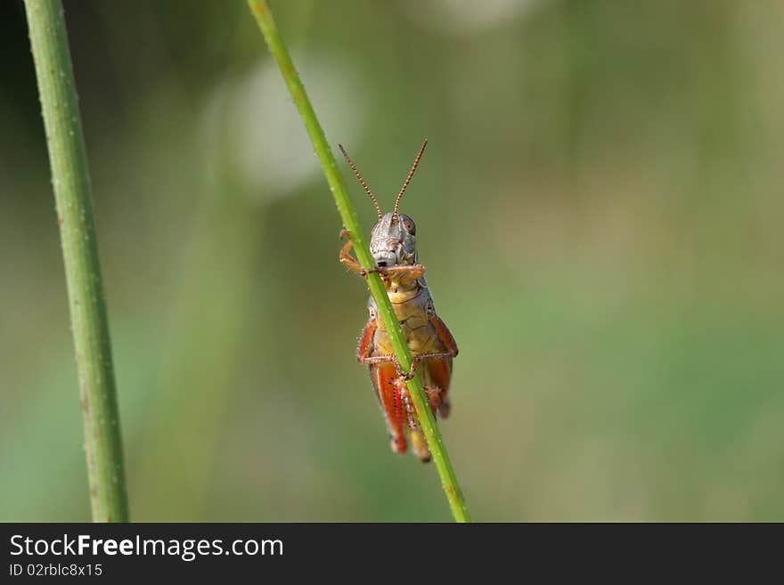 Red-legged Grasshopper crawling up stalk in sun