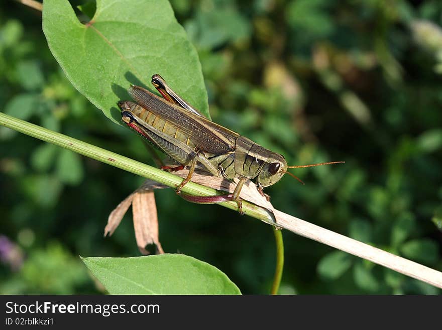 Red-legged Grasshopper profile in sun on stalk