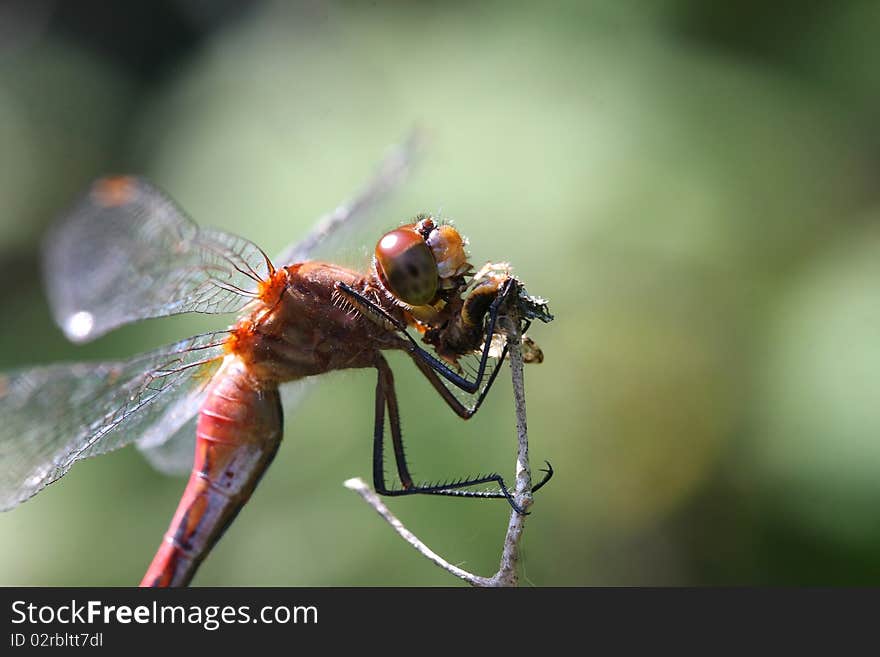 Ruby Meadowhawk Dragonfly Sympetrum rubicundulum feeding on prey in sun