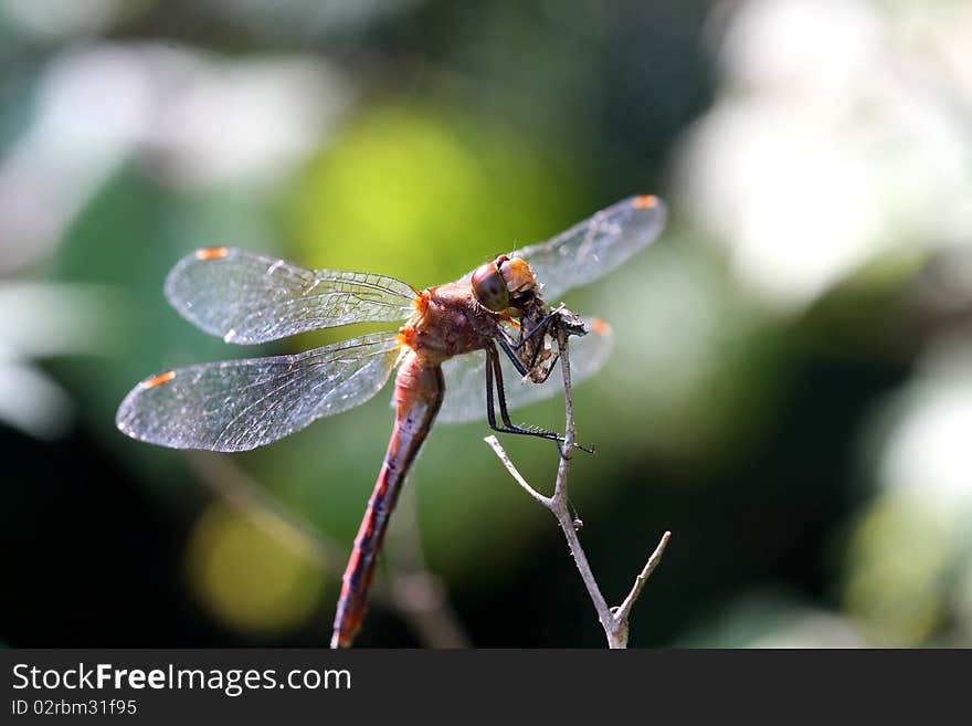 Ruby Meadowhawk Dragonfly