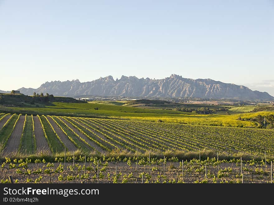 Row of plant in front of a mountain. Row of plant in front of a mountain.