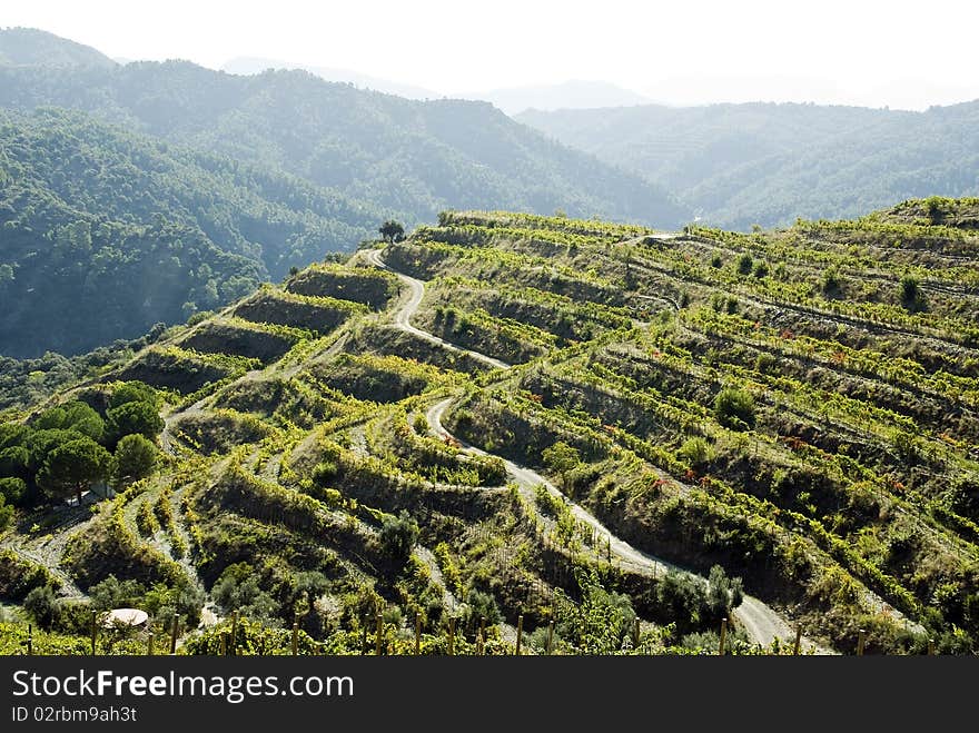 Terraces of vine rows in the mountain. Terraces of vine rows in the mountain.