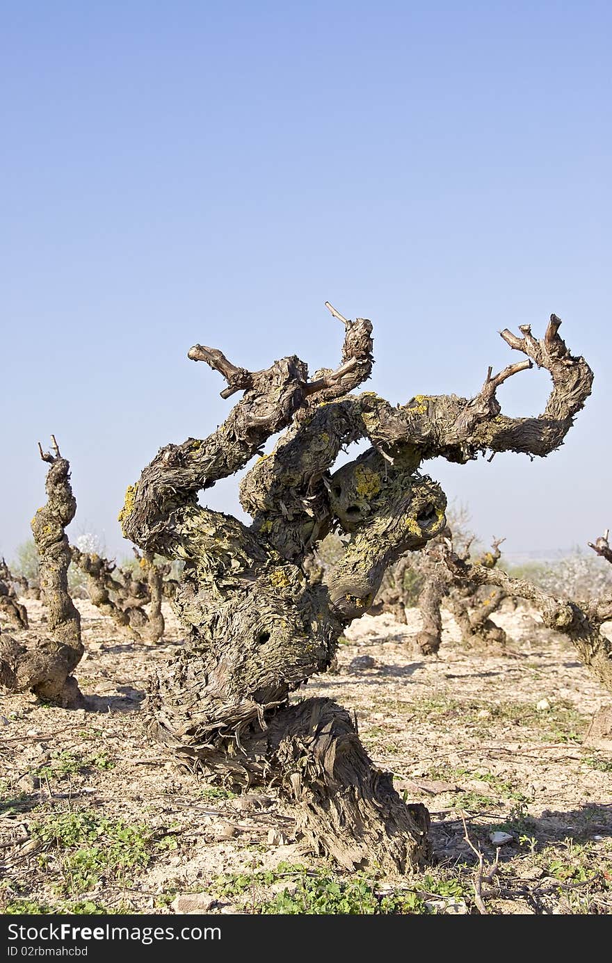 Vine plant in rioja with view on the terroir