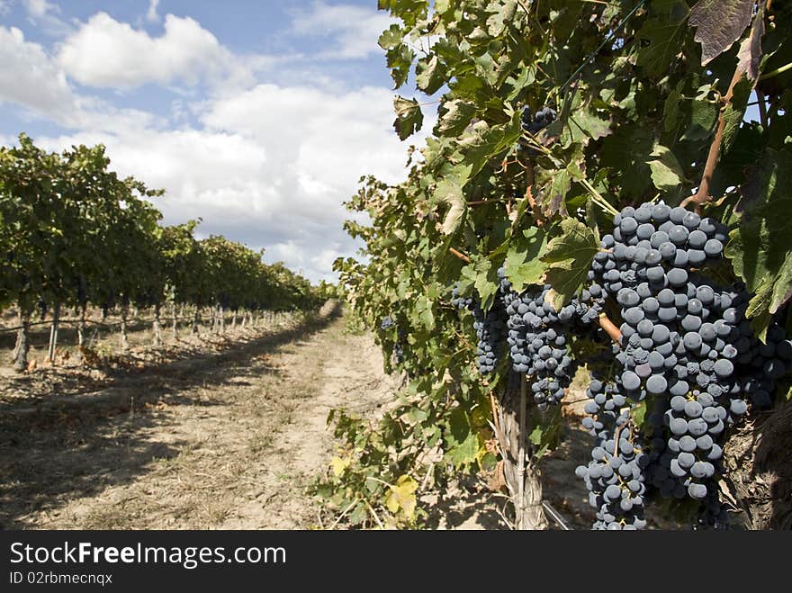 Red grape growing on the vine inline with the vine row. Red grape growing on the vine inline with the vine row.