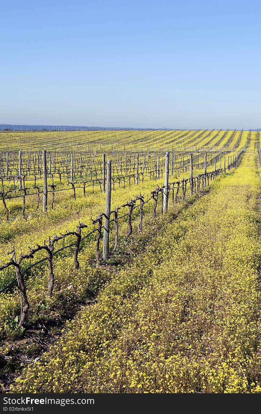 Vineyards With Flowers