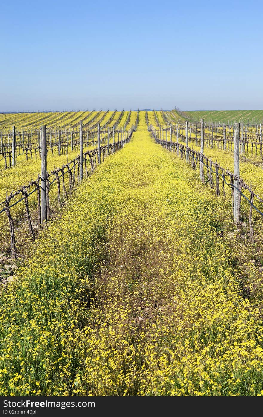 Vineyards with flowers