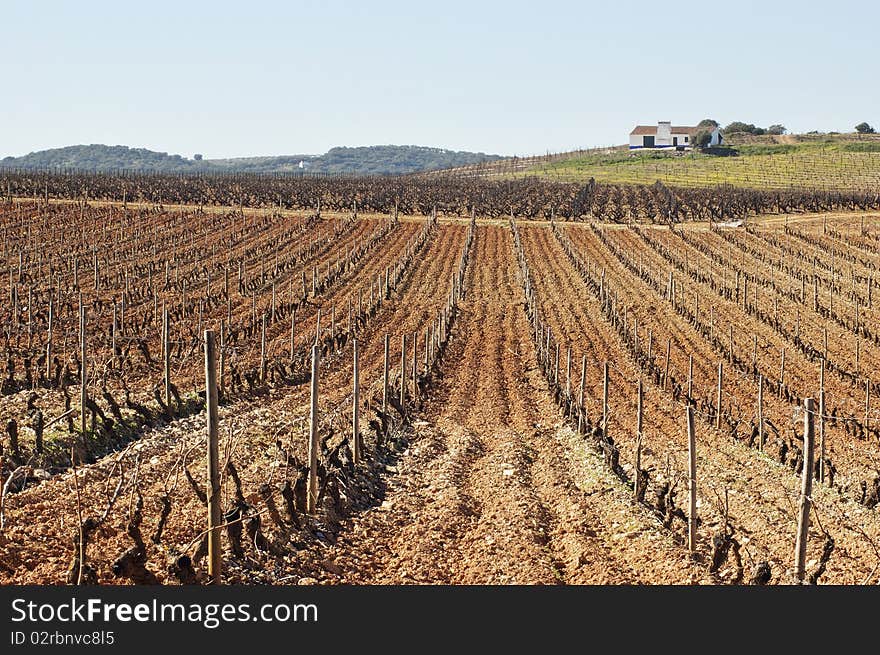 Vineyards in winter