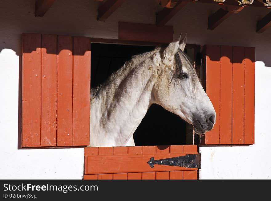 White horse in a stall looking outside,  Alentejo, Portugal