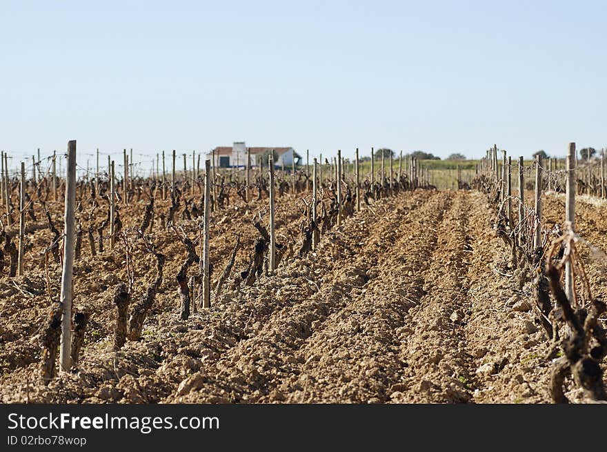 Vineyards In Winter