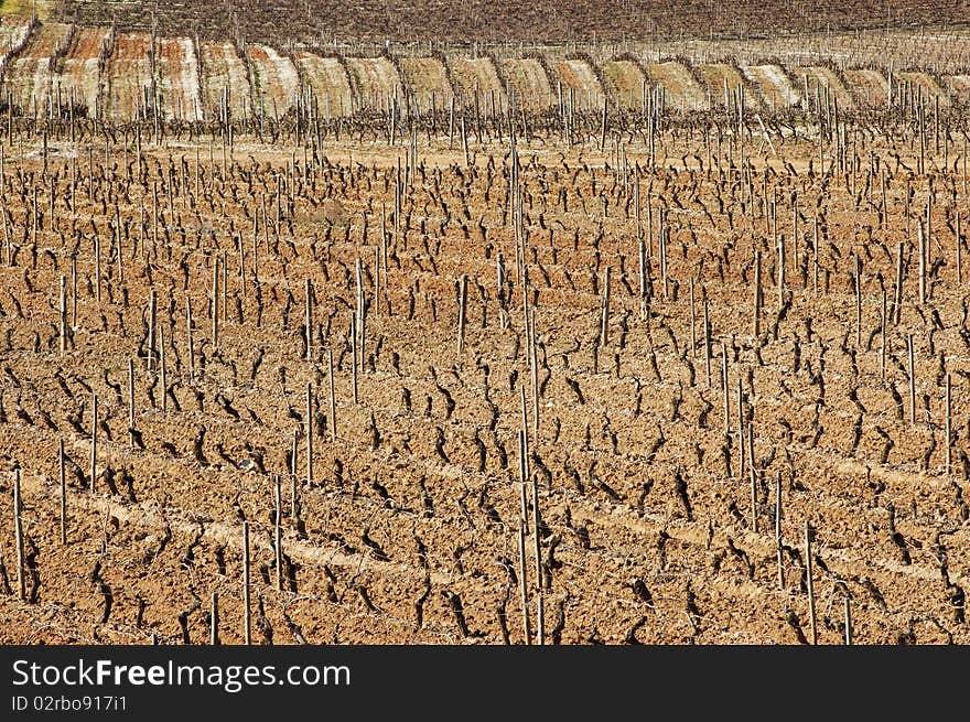 Vineyards in winter