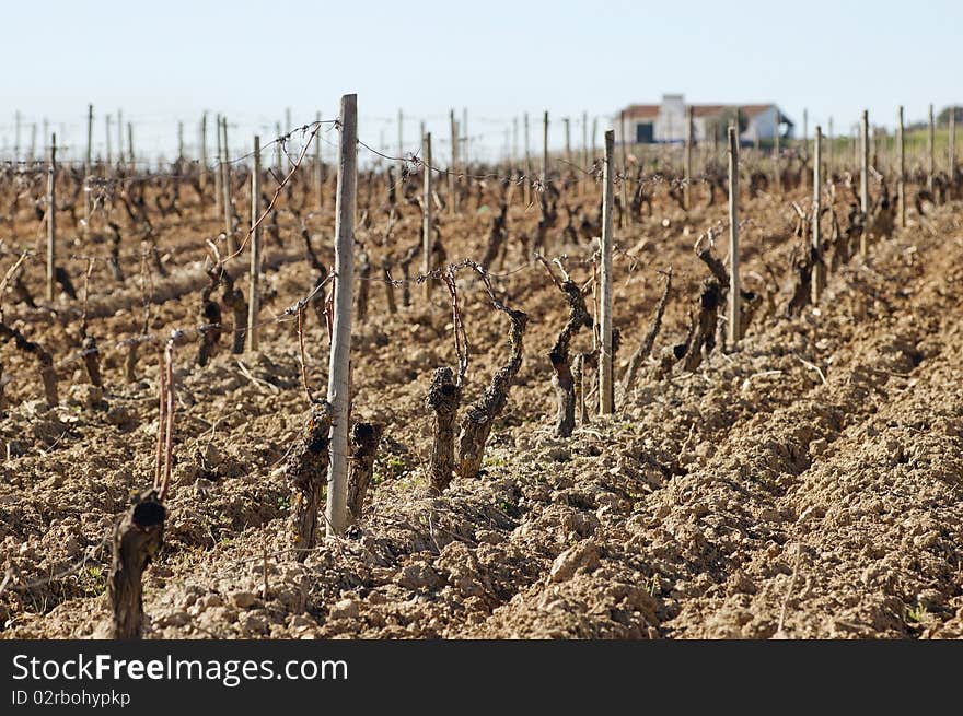 Vineyards In Winter