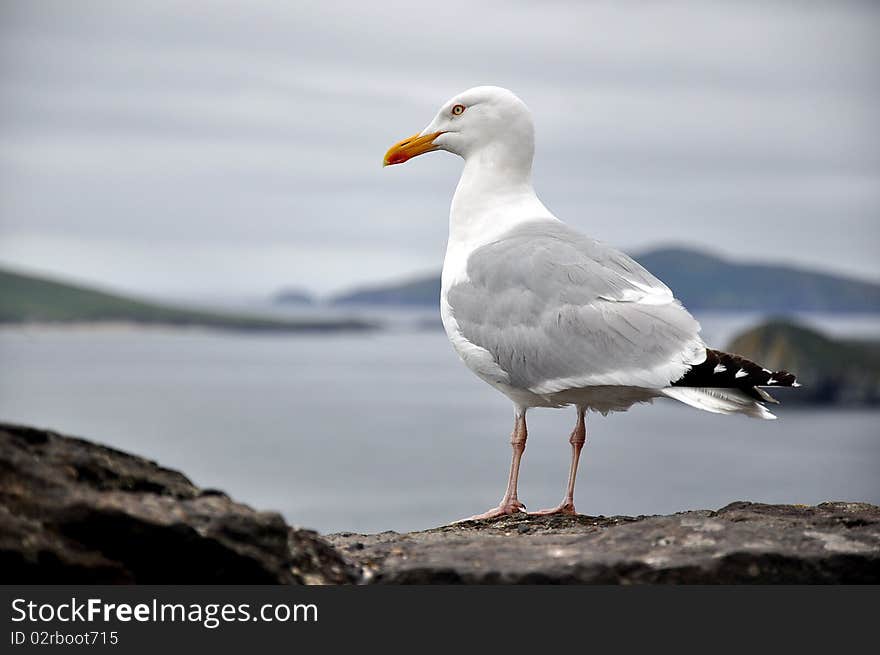 End of Europe is picture of a seagull at this most picturesque most westerly point in Europe. End of Europe is picture of a seagull at this most picturesque most westerly point in Europe