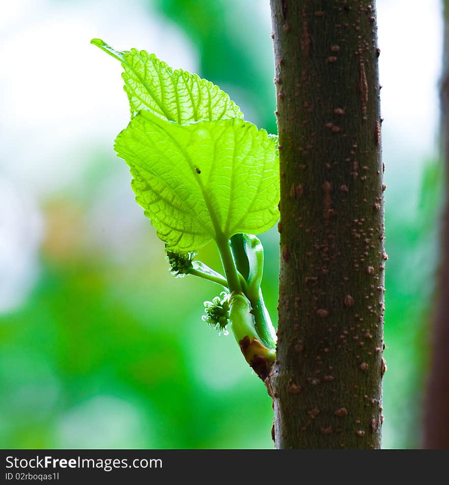 Green bud is mulberry tree. Green bud is mulberry tree.