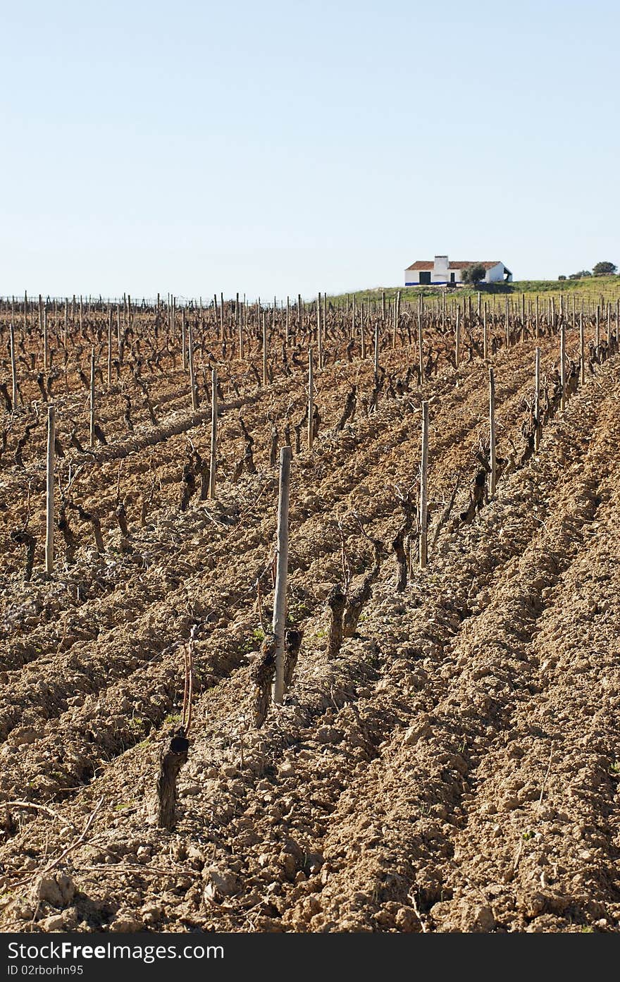 Vineyards in winter