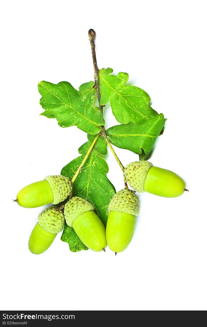 Acorns