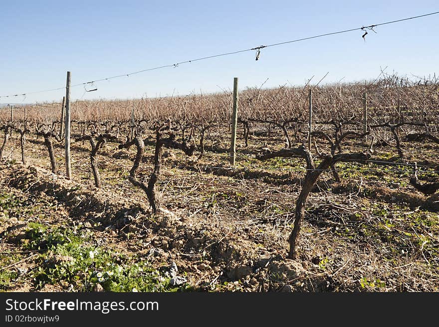 Vineyards in winter