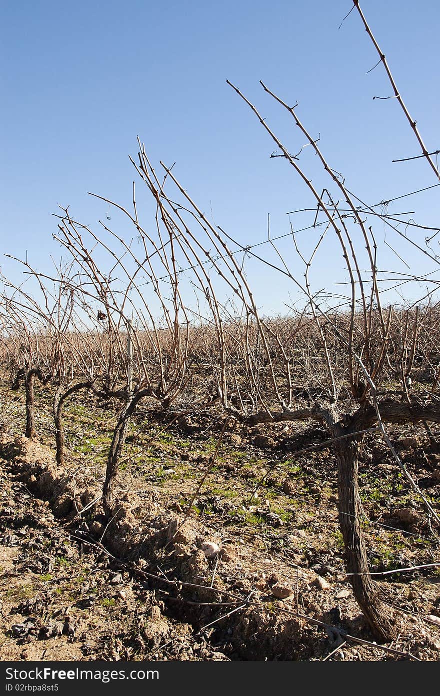 Vineyards in winter