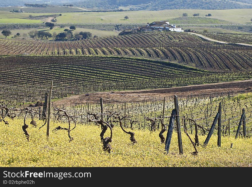 Vineyards in winter