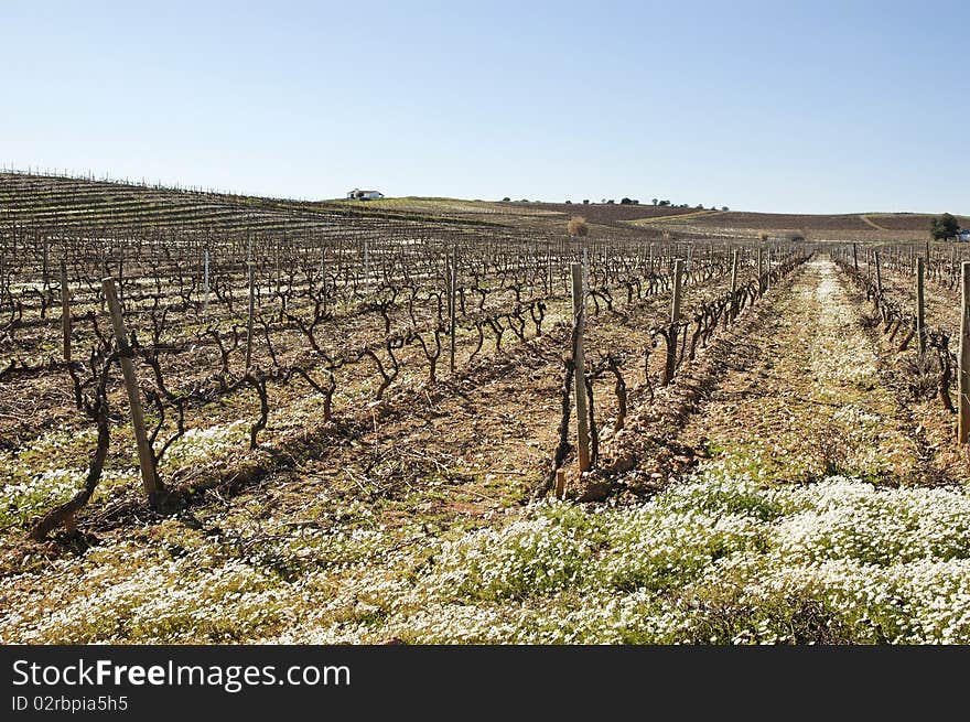 Vineyards in winter