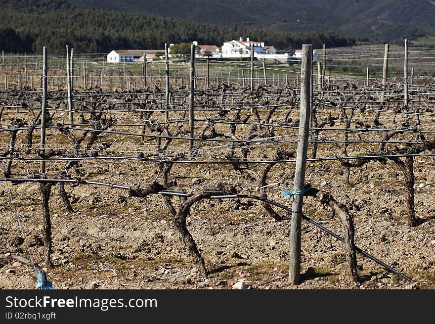 Vineyards in winter