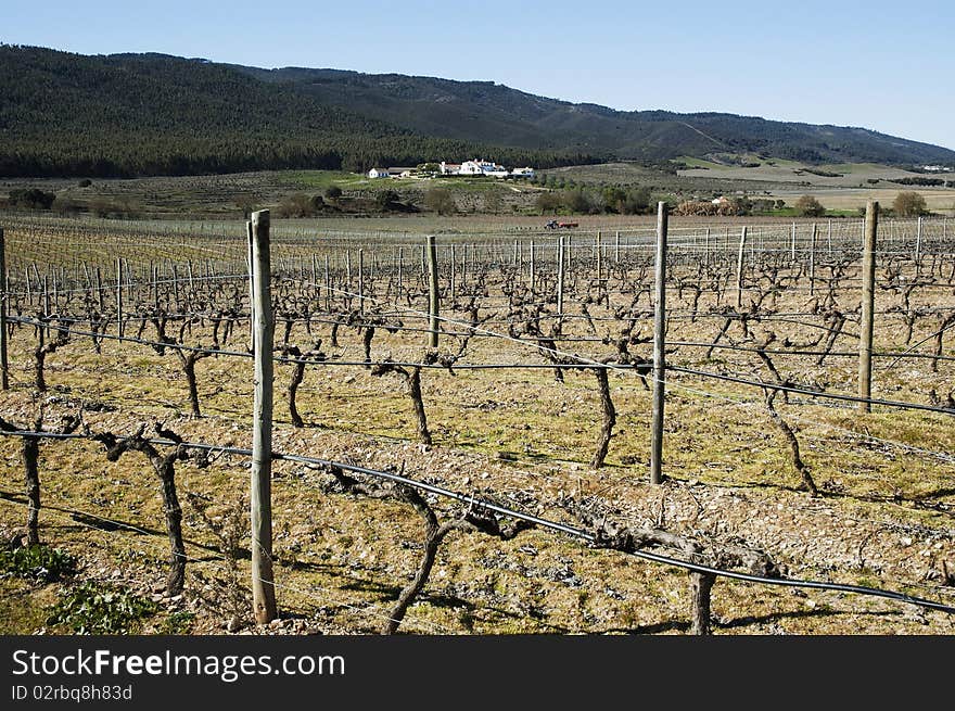 Vineyards in winter