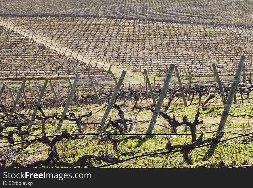 Vineyards in winter