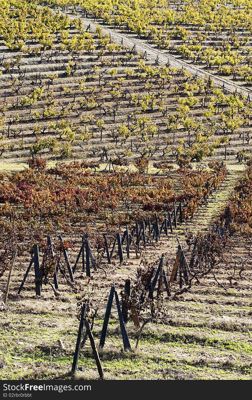 Colorful vineyards in the fall season,  Alentejo, Portugal