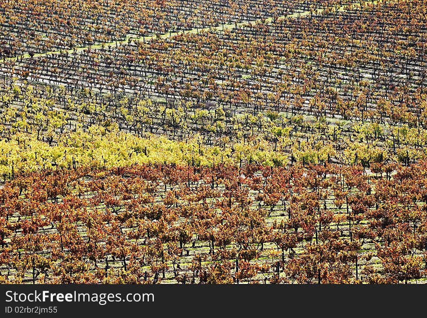 Colorful vineyards in the fall season,  Alentejo, Portugal