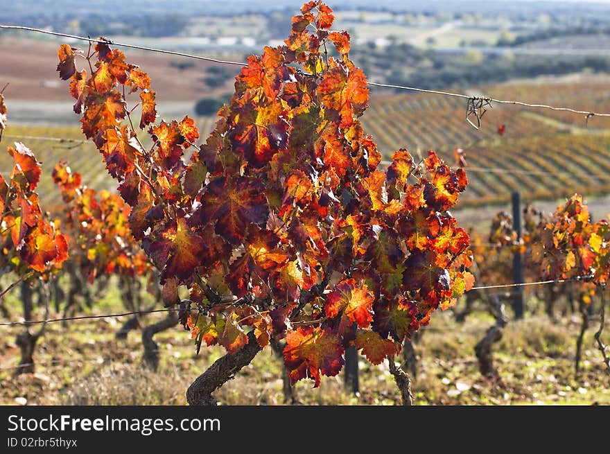 Colorful vineyards in the fall season, Alentejo, Portugal