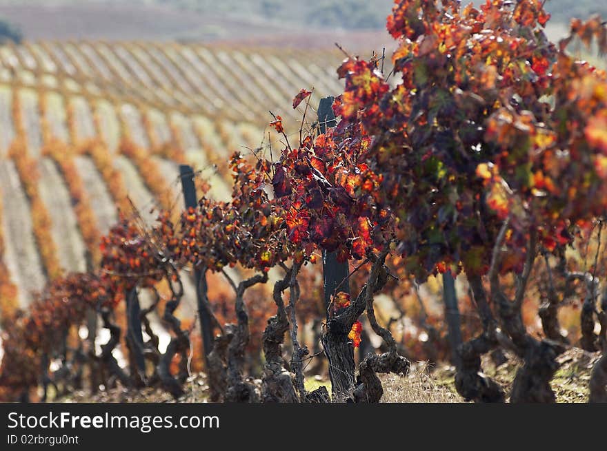 Colorful vineyards in the fall season, Alentejo, Portugal