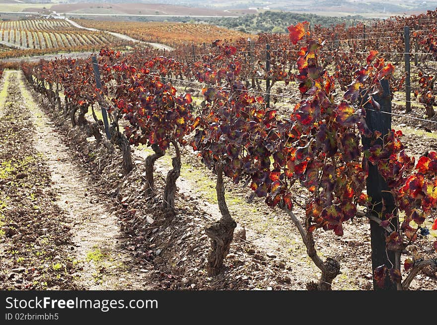 Colorful vineyards in the fall season, Alentejo, Portugal