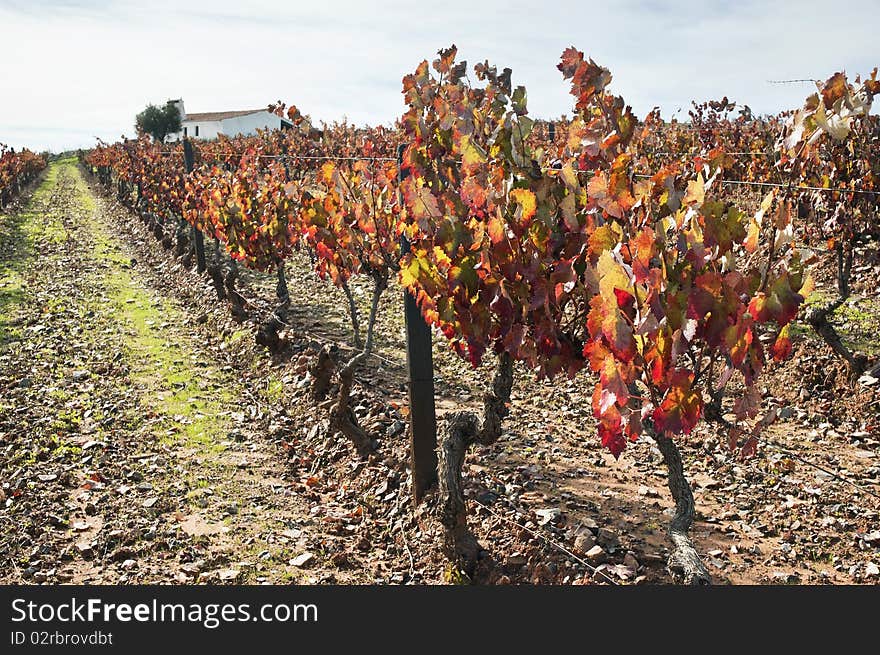 Colorful vineyards in the fall season, Alentejo, Portugal