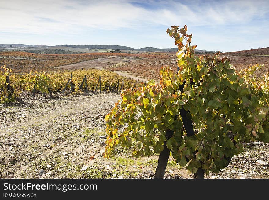 Colorful vineyards in the fall season, Alentejo, Portugal