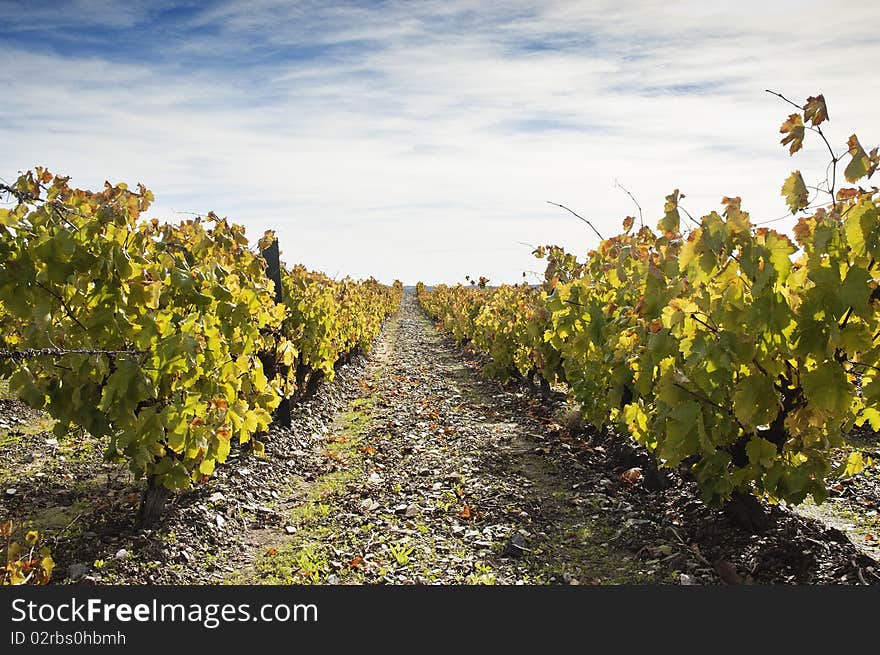 Colorful vineyards in the fall season,  Alentejo, Portugal