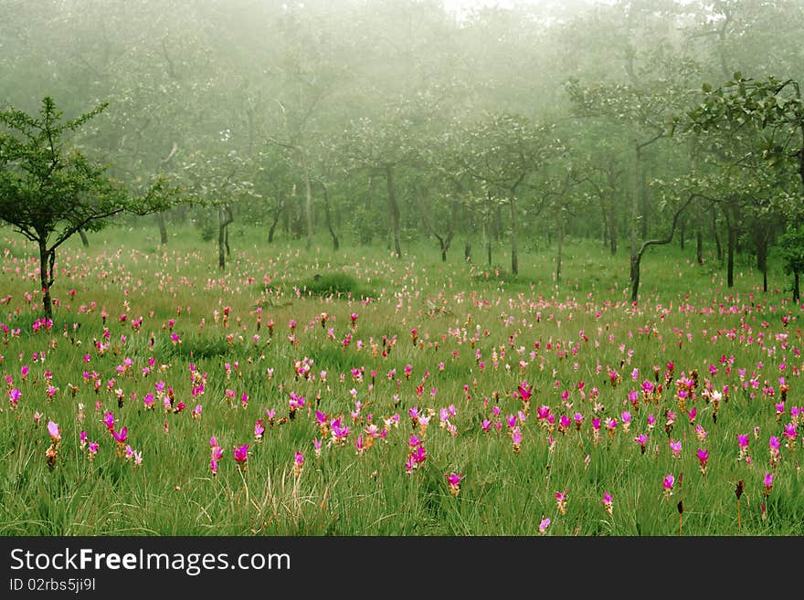 Kra-jaew flower in the morning