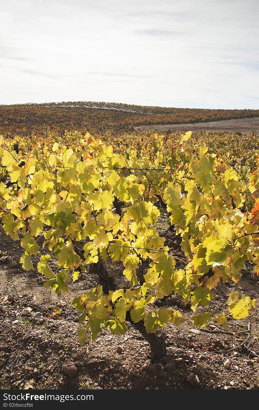 Colorful vineyards in the fall season, Alentejo, Portugal