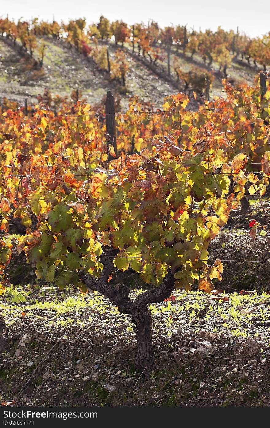 Colorful vineyards in the fall season, Alentejo, Portugal